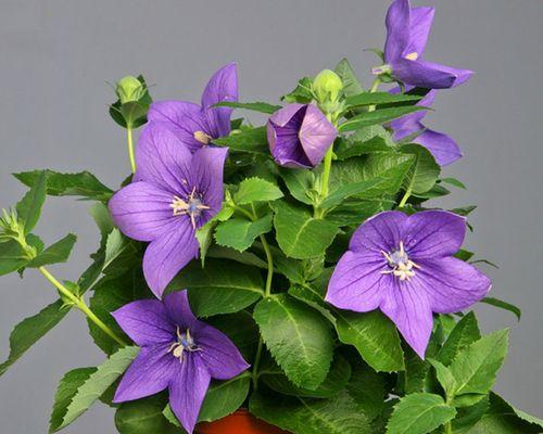 铃铛花的花语与寓意（揭示铃铛花的神秘语言）