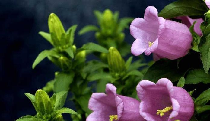 铃铛花的花语与寓意（揭示铃铛花的神秘语言）