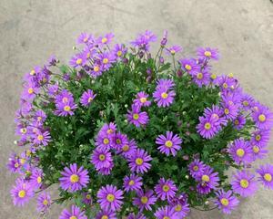 如何处理开完花的小菊花（花谢了怎么办？小贴士教你一步步处理）