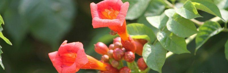 凌霄花的花语（凌霄花的花语解读及其象征意义）