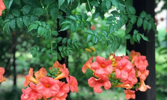 凌霄花（凌霄花花语及其象征意义）