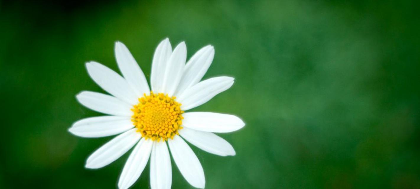 花语之浅谈——雏菊象征的意义（以雏菊为切入点）