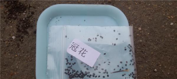 如何收集雏菊的种子（掌握这些方法）