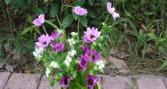 如何成功养殖优美的雏菊（养殖雏菊的详细方法和技巧）
