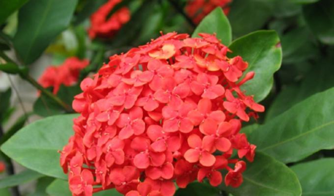 龙船花语（揭开龙船花语的花朵密码和文化内涵）