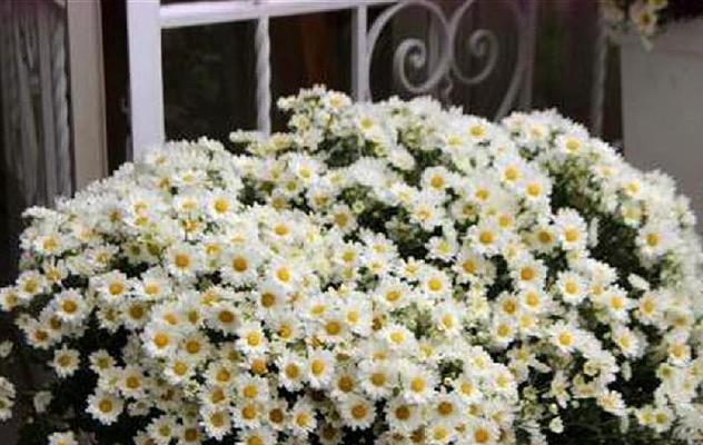 如何种植出美丽的雏菊（掌握雏菊开花时间）