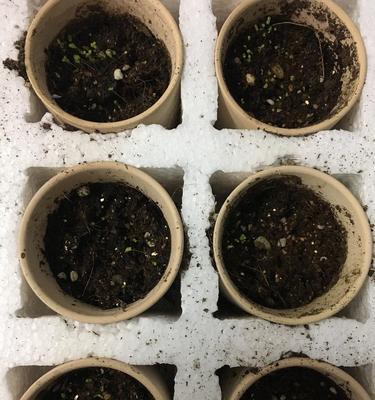 如何让你的雏菊种子快速发芽？