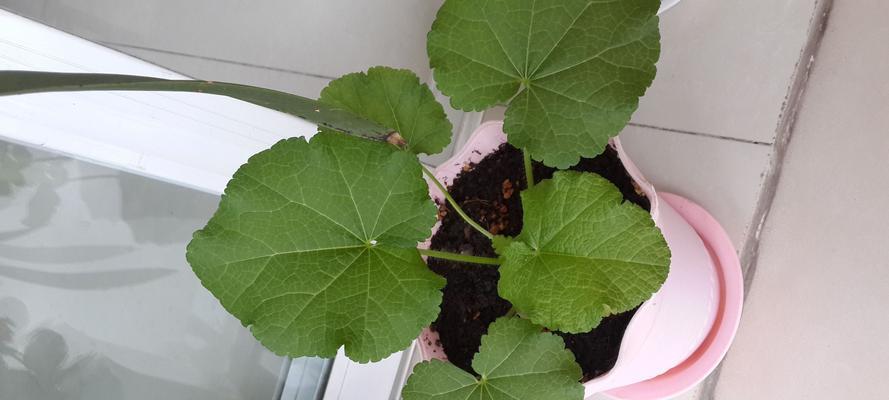 探秘令人心醉的春天之花——雏菊的种子（了解雏菊种子的外观和特点）