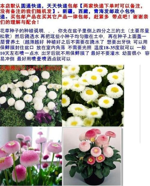 探秘令人心醉的春天之花——雏菊的种子（了解雏菊种子的外观和特点）