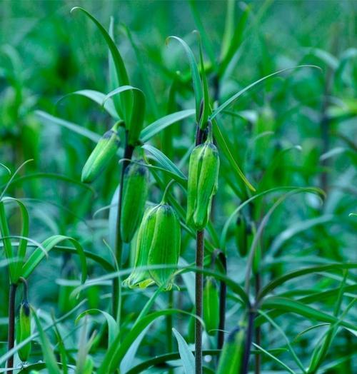 川贝的种植条件与生长环境（了解川贝生长环境）