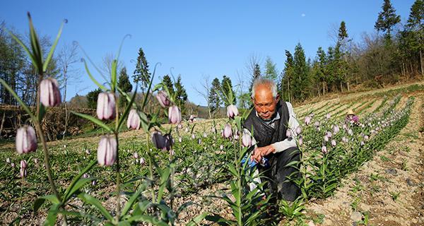 川贝的种植条件与生长环境（了解川贝生长环境）