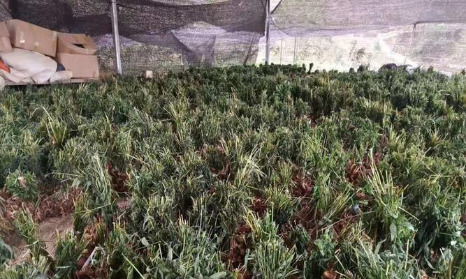 川黄精种植全面解析（亩产量）
