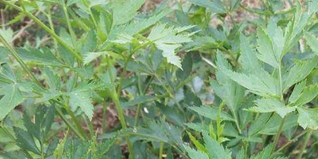 川芎种植的最佳时间剖析（探讨种植川芎的最佳时间和关键要素）