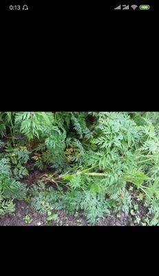 川芎种植的最佳时间剖析（探讨种植川芎的最佳时间和关键要素）