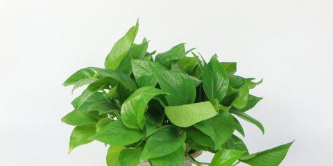绿萝花语与寓意（绿萝）
