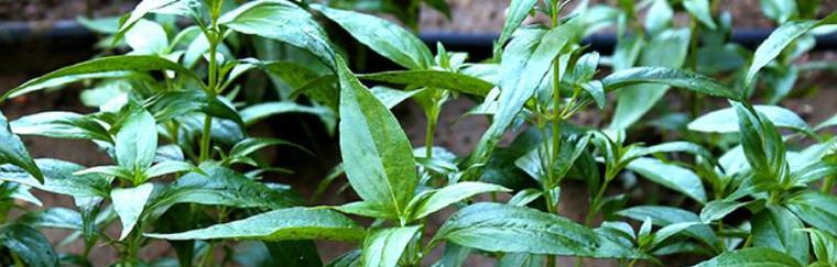穿心莲种植全攻略（掌握最佳种植时间）