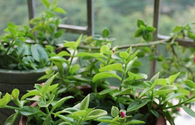 穿心莲开花时间及特点（了解穿心莲的开花时间和特点）