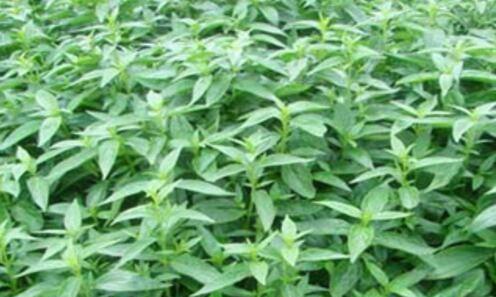 如何种植高产的穿心莲（掌握种植技术和管理方法）