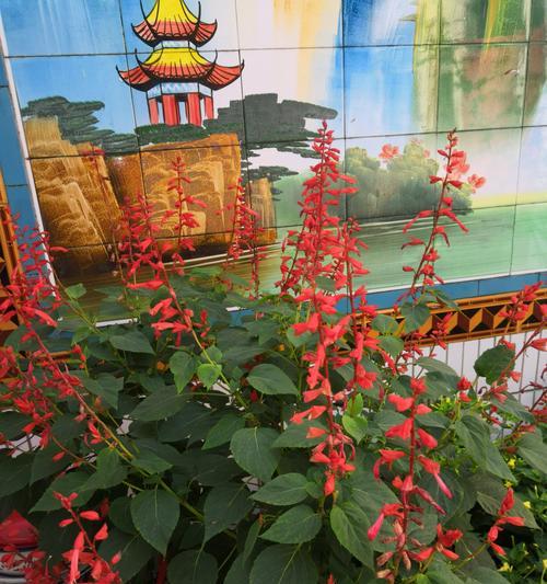 串红种植指南（合适种植时间）