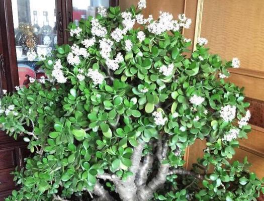 窗前花园的美好生活（适合种植的花种推荐）