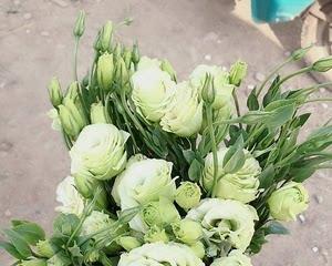 绿色洋桔梗的美丽花语（传达生命与希望的绿色洋桔梗花语）