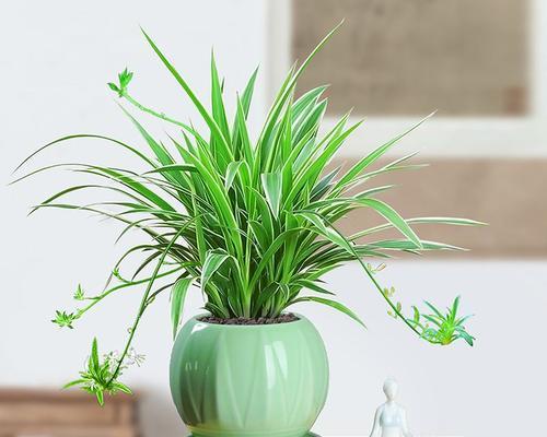 窗台放什么植物风水好（窗台风水大解析）