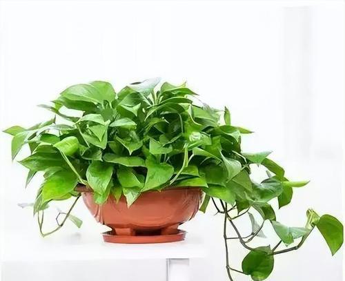 窗台放什么植物风水好（窗台风水大解析）