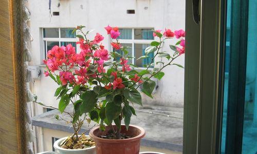 家里窗台养花（无需花费大量时间和精力）