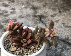 如何成功养殖吹雪之松锦（松锦养护技巧分享）