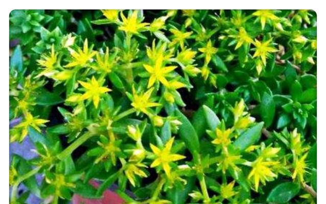 垂盆草如何快速生长（从环境）
