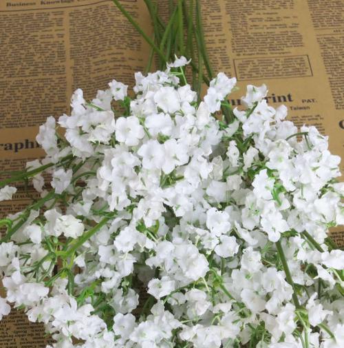 满天星花传说——花开之祈愿（星光笼罩的神秘花语与传说）