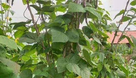 春豆角种植时间和方法详解（春季何时栽种最佳）