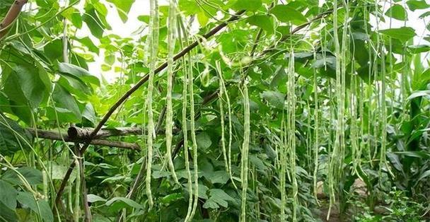 春豆角种植时间和方法详解（春季何时栽种最佳）