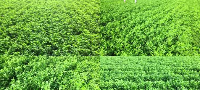 春花生种植全指南（寻找春天种花生的最佳时机）