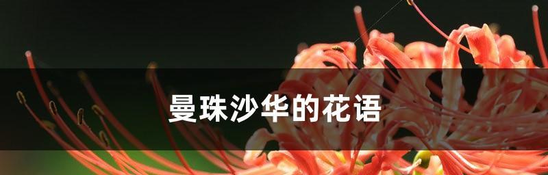 曼珠沙华（美丽迷人的花朵背后隐藏的神秘故事）