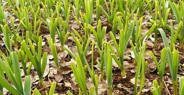 春季大蒜种植时间与技巧（掌握这些关键）