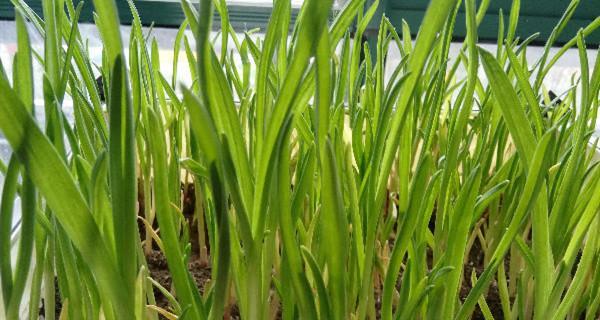 春季大蒜种植时间与技巧（掌握这些关键）