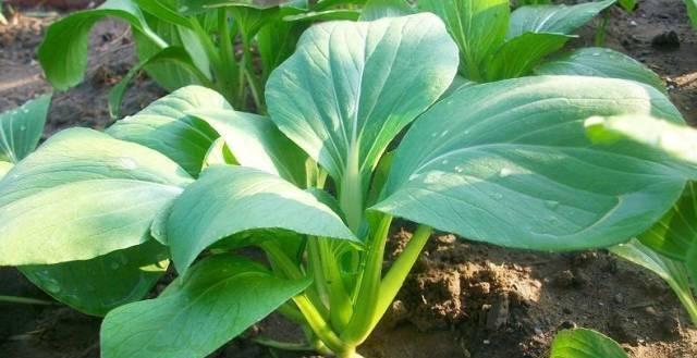 春季蔬菜种植指南（打造健康蔬菜园）