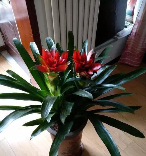 春节期间适合种什么花（赏花养心）