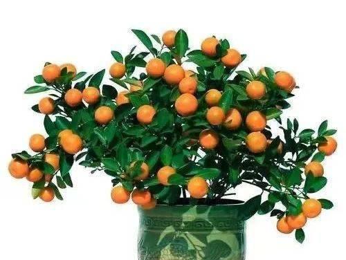 春节期间适合种什么花（赏花养心）