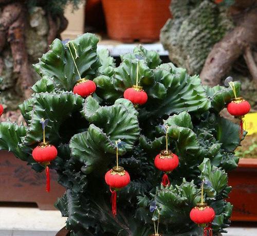 春节前适合种什么花（打造节日花园）