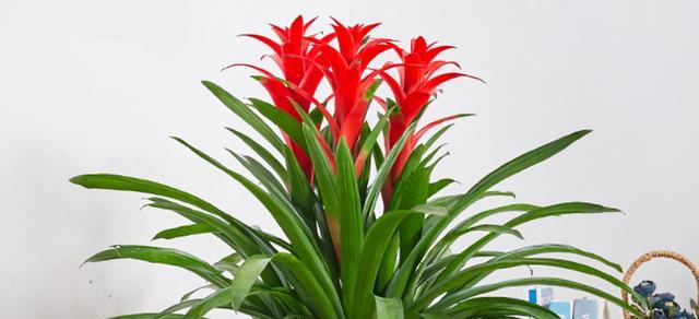 春节前适合种什么花（打造节日花园）