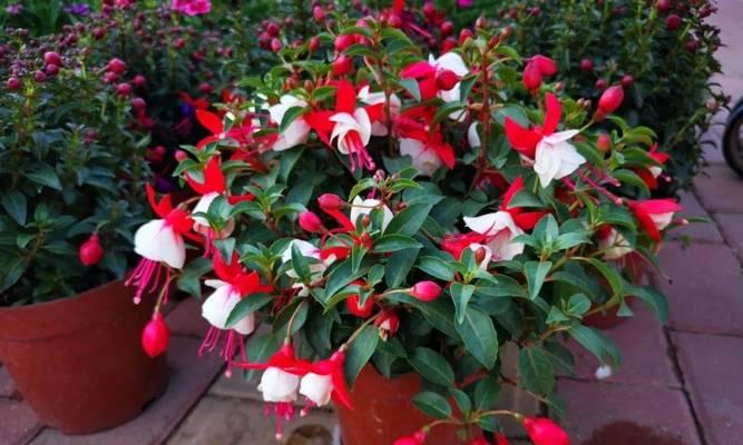 春节前适合种什么花（打造节日花园）