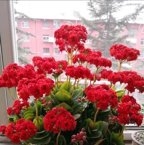 迎春种花，为家添彩（春节适合种植的15种花）
