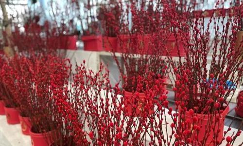迎春种花，为家添彩（春节适合种植的15种花）