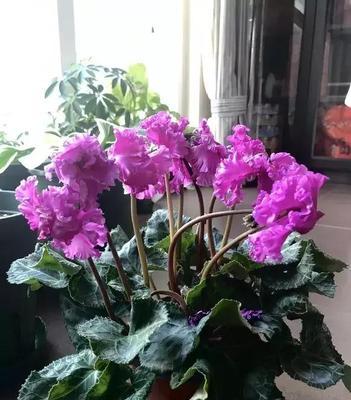 迎春种花，为家添彩（春节适合种植的15种花）