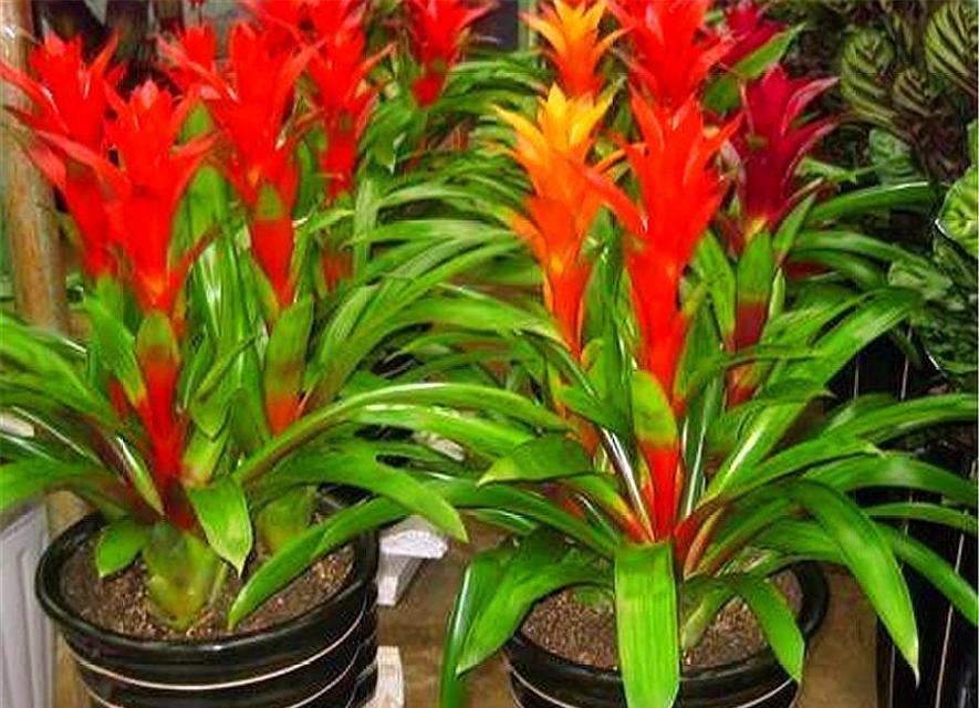 春节室内养花指南（15种适合在春节期间养的花卉和养护技巧）