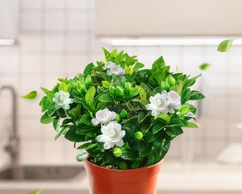 春节水培花卉全攻略（家庭水培花卉的选择）