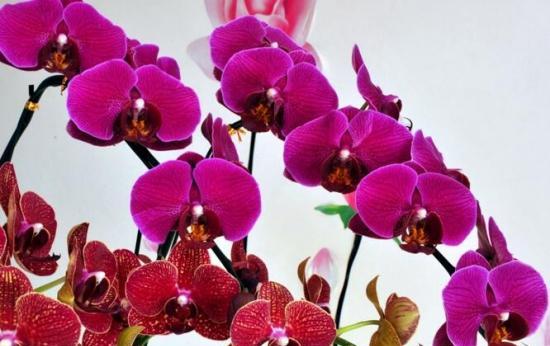 春节送花指南（如何选择合适的春节送花）