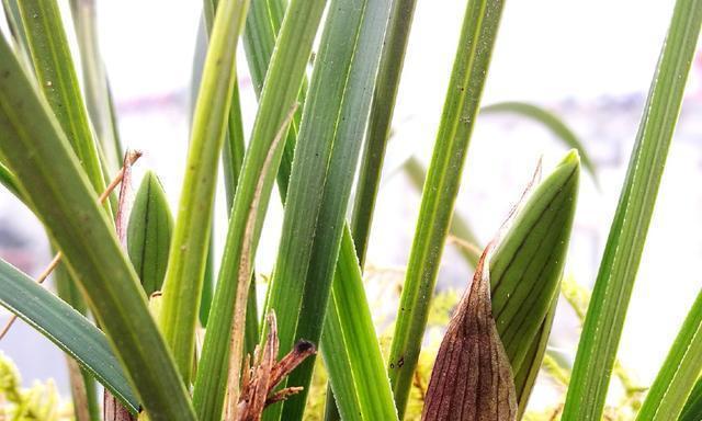 为什么春兰不开花（从光照）